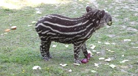 Adorable baby tapir born at UK zoo captures the hearts of visitors