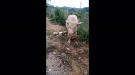 Rare pink buffalo in Vietnam