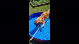 Playful golden retriever beats the heat on a scorching day in Canada