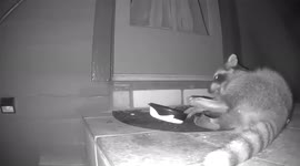 Our resident raccoon really enjoying his cat food despite the thunderstorm