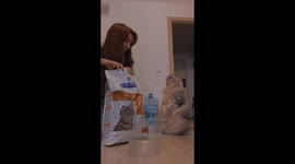 This cat has an extremely cute way of asking owner for food