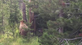a bear as seen from the road in Yellowstone, a grizzly walks out from behind a tree.
