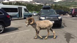a big-horned sheep looks out of place crossing a parking lot in Glacier National Park