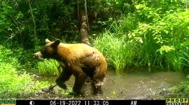Black Bear in Idaho runs out of water with stick in it mouth it found in a pond as does a pet dog