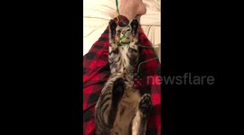 Playtime Before Bed With Albus the Bengal Cat, sweet moment