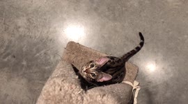 Slow Motion Pounce, Baby Bengal Cat shows off his attack skills