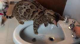 Intervention for Ella the Bengal Cat for her Bidet water addiction