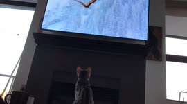 Bengal kitten infatuated by Sir David Attenborough's 'Planet Earth'