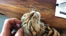 Are Bengal Cats Lap Cats? Ella the Bengal seems to agree that they are