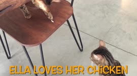 Ella The Bengal Cat Doesn't Share Food!!! Let this be a warning