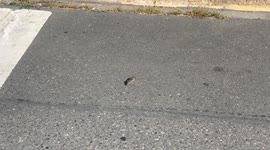 What is This Mouse Doing? Does this mouse have the plague or is he just drunk