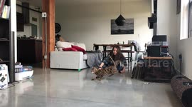 How High Can Bengal Cats Jump? Ella and Albus show off their incredible skills