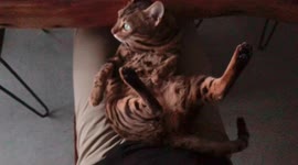 How is This Comfortable? Bengal cat Ella shows she has the ability to nap anywhere