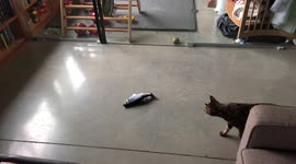 Ella the Bengal Cat Vs electric Fish, the proven ultimate cat toy