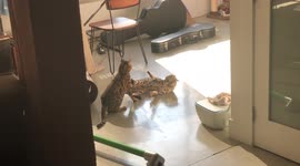 Bengal Cat Fight, Ella and Albus settle their differences the old fashion way