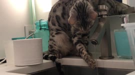 How Do Cats Drink? Albus the Bengal Cat give a slow motion demonstration