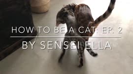 How To Be a Cat Ep 2 - Self Defense lesson by ella the bengal cat