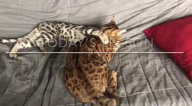 How To Be a Cat - Ep. 4 Lessons from Ella the bengal cat on how to Avoid Conflict