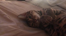 Could Ella the Bengal cat literally be the Cutest Cat Ever?