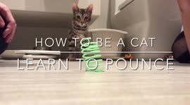 How To Be A Cat Ep. 5 - Albus the Bengal cat Learns how To Pounce