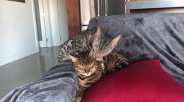 Ella the Bengal Cat Exercises Her Patience with her baby brother Albus