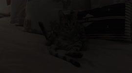 What's Up With This Cat? Albus the Bengal cat is a big weirdo