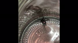 Ella the Bengal Cat Vs Spider in a glass jar. Things almost go sideways