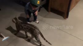 Toddler Hugs and Kisses His Bengal Cats Ella and Albus whether they like it or not