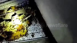 Ceiling collapses under weight of beehive in China