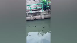 Hero-passerby rescues kitten struggling to stay afloat in canal