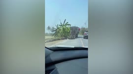 Flock of ducks run down from truck before moving into paddy field