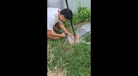 Group of friends rescue venomous snake from fishing net in Australia