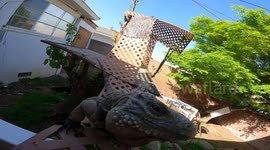 Iguana completes obstacle course with help from owner's voice commands