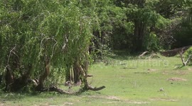 Famous elephant spotted in eastern Sri Lanka