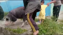 Rampage, pigs chasing little kids.