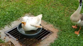 Kid laughing at goose falling down from plastic basin