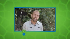 Mountain lions have many names and the reason why is fascinating