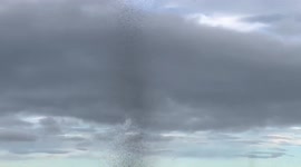 Massive swarm of insects spotted near Loch Leven, Scotland