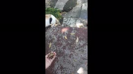 Feeding a stray cat is a bleasing. Such a wondeful feeling.