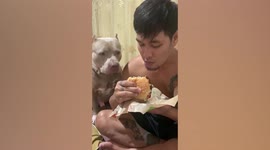 Hungry dog stares longingly as master eats burger