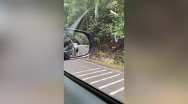 Wild elephant emerges from forest and tries to open car window