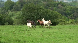 Goat gallops alongside horses in Spain
