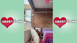 83 YO Man has a Beautiful Bond with Neighbors Dogs