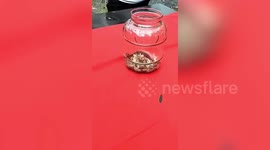 Shocked resident finds two-headed baby cobra in Thailand