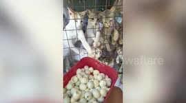 Cat lover, 24, turns house into animal shelter for 52 rescued felines