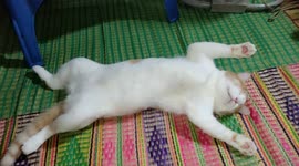 Pampered pet cat sleeps with legs adorably splayed out on floor