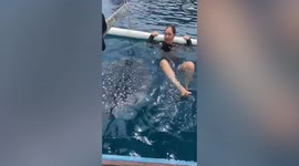 Woman swims with giant whale shark lurking beside boat