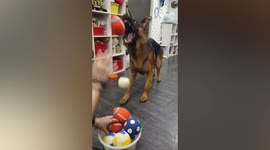 German Shepherd shows off ball-catching skills