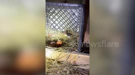 Shocked resident finds snake regurgitating egg in Missouri