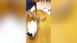 Pet cat knocks down dominoes with tail in Taiwan